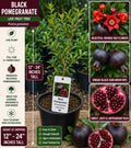 Black Pomegranate Live Fruit Tree – Punica granatum – 12–24 Inches Tall, Edible Fruit, Deciduous, Backyard Orchard