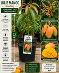 Julie Mango Seedling 1-2 Feet Tall | Mangifera indica | Tropical Fruit Tree | Edible Landscape Plant