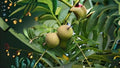 5 Seeds Live Oak Tree Quercus virginiana