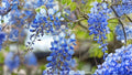 1 Live Plant Blue Moon Wisteria macrostachya