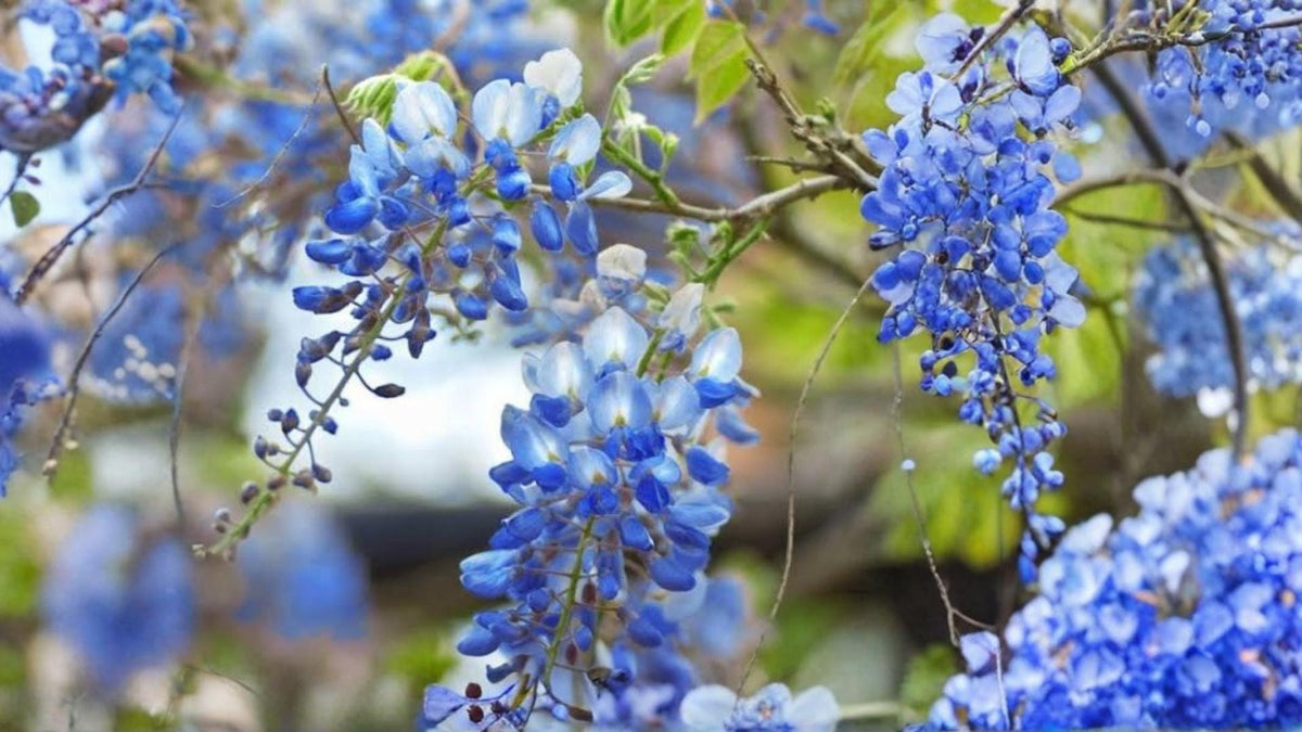 1 Live Plant Blue Moon Wisteria macrostachya
