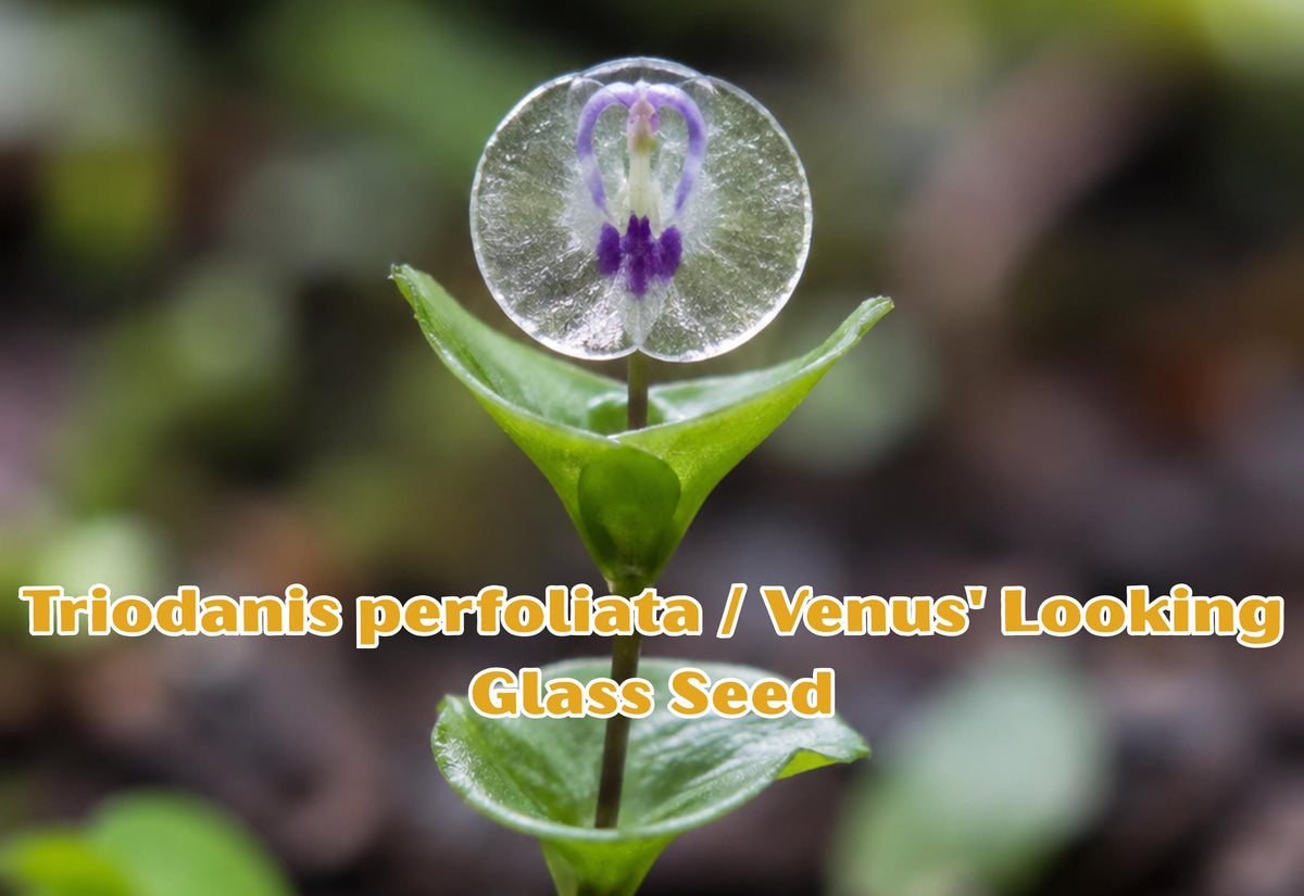 Venus’ Looking Glass Seeds | 1000 Triodanis perfoliata Purple-Blue Wildflower for Pollinator Gardens & Wildflower Meadows