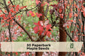 Paperbark Maple Seeds, Acer griseum, Ornamental Deciduous Tree, Peeling Cinnamon Bark, Garden Plant, Outdoor Landscaping