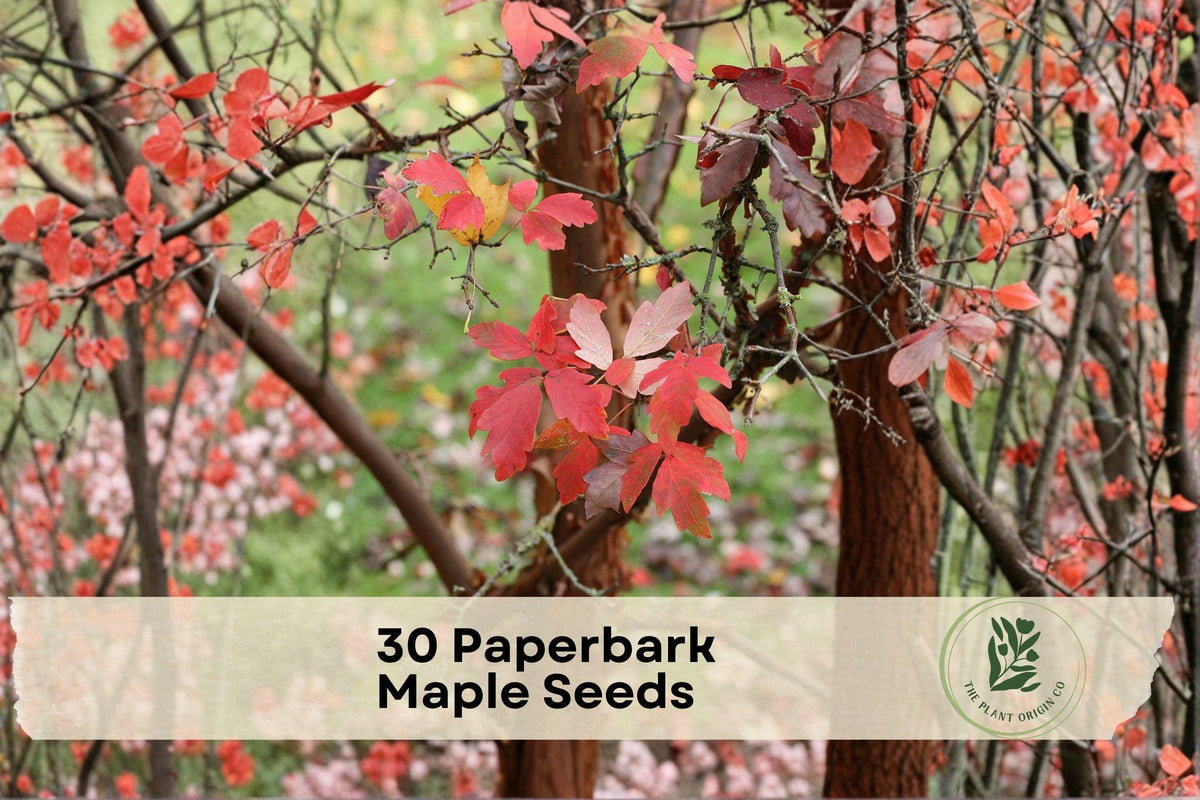 Paperbark Maple Seeds, Acer griseum, Ornamental Deciduous Tree, Peeling Cinnamon Bark, Garden Plant, Outdoor Landscaping