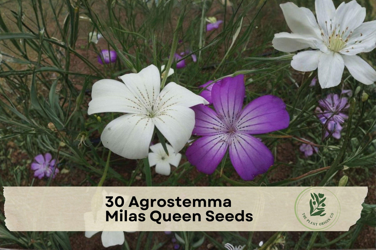 Agrostemma Githago Seeds - Milas Queen Mix, Purple & White Annual Flower for Cottage Gardens, Wildflower Borders