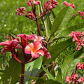 Pink Plumeria Cutting, Double Head, Tropical Frangipani, Plumeria rubra, Unrooted Starter Plant