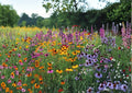 Perennial Wildflower Mix Seeds, Heirloom Non-GMO Pollinator Flower Seeds for Garden, Butterfly & Bee Blend, Long Blooming, Native Plant Seeds