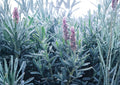 Lavender Vera Seeds – Heirloom Herb Flower Seeds for Garden, Fragrant Purple Blooms, Pollinator Friendly, Aromatic, Drought Tolerant