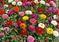 Zinnia Dwarf Thumbelina Mix Flower Seeds for Garden, Colorful Compact Blooms, Butterfly & Hummingbird Attractant