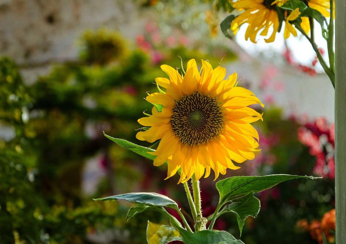 Mammoth Grey Stripe Sunflower Seeds Giant Flower Seeds for Garden Planting, Tall Blooms, Pollinator Friendly