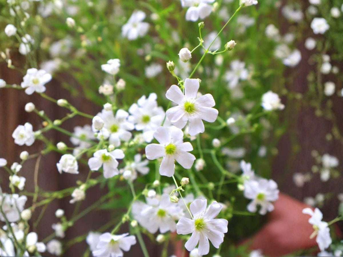 Baby’s Breath Seeds – Covent Garden White Gypsophila elegans Heirloom Non-GMO Flower Seeds for Garden, Borders, and Cut Flowers