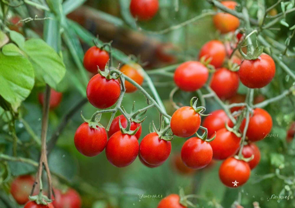 Sugar Bomb Cherry Tomato Seeds – Heirloom, Red, High Yield, Snacking Tomato, Solanum lycopersicum