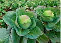 Late Flat Dutch Cabbage Seeds – Heirloom Non-GMO Vegetable Seeds for Garden, Large Dense Heads, Storage, Cool-Season, Heirloom, Veggie Seeds
