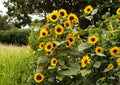 Striped Sunflower Seeds, Heirloom, Tall Giant Variety, Large Yellow Blooms, Pollinator Friendly, Garden Planting