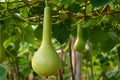 Martinhouse Bottle Gourd Seeds (Lagenaria siceraria) – Heirloom, Versatile Gourd for Crafting & Decorative Uses