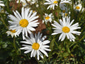 100 Shasta Daisy Seeds Chrysanthemum maximum White Perennial Flower