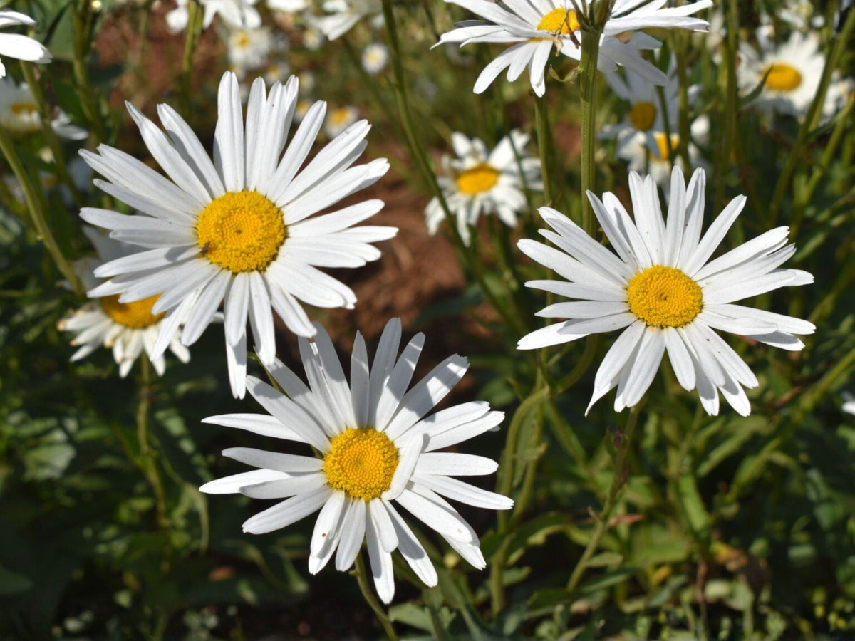 100 Shasta Daisy Seeds Chrysanthemum maximum White Perennial Flower