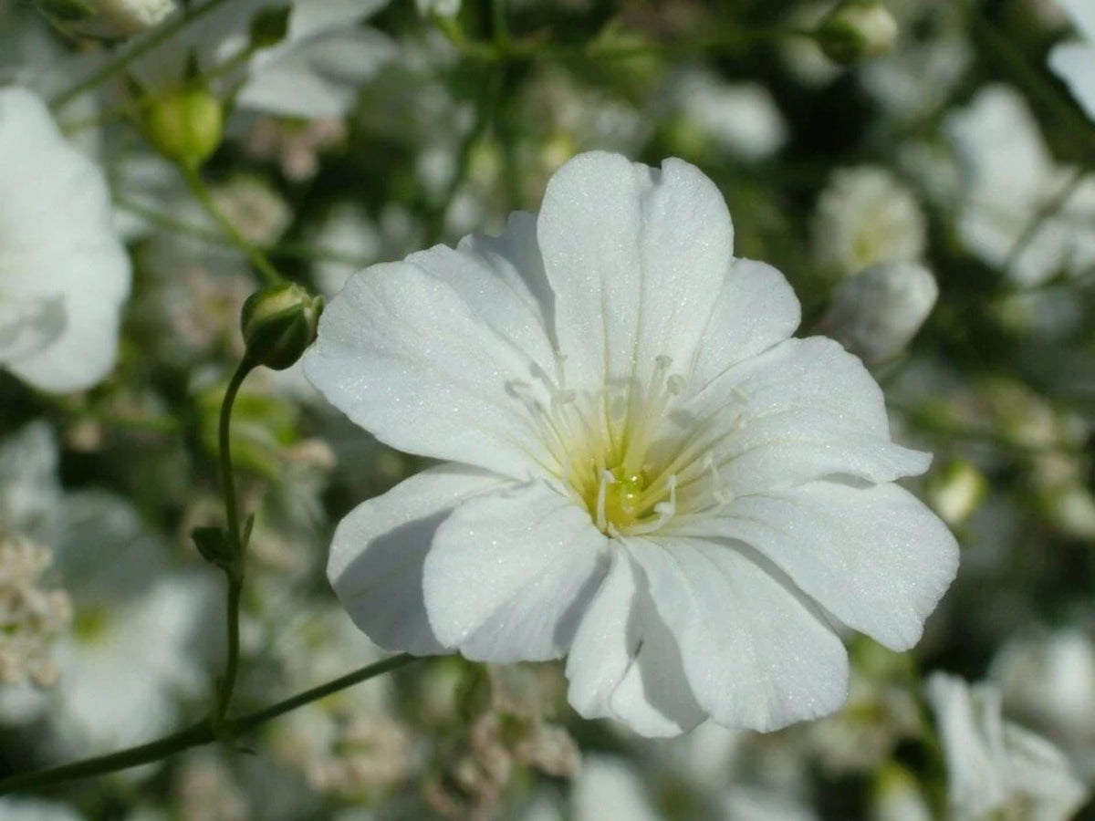 100 Seeds Baby's Breath Covent Garden White Gypsophila elegans Delicate White Flowers Cottage Cutting Garden