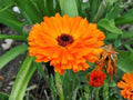 100 Seeds Calendula Pacific Beauty Orange Calendula officinalis Bright Orange Cottage Garden Flowers