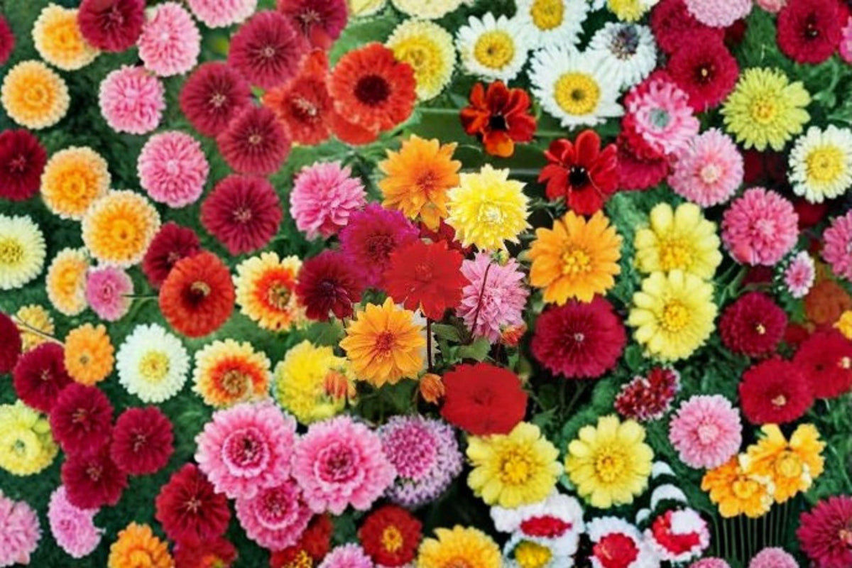 3 Dahlia Tubers Dinnerplate Dahlia Dahlia pinnata