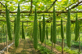 Decorative Bottle Gourd Seeds, Bonanza Gourd (Lagenaria siceraria), Ornamental Climbing Vine for Fall Decor & Crafts