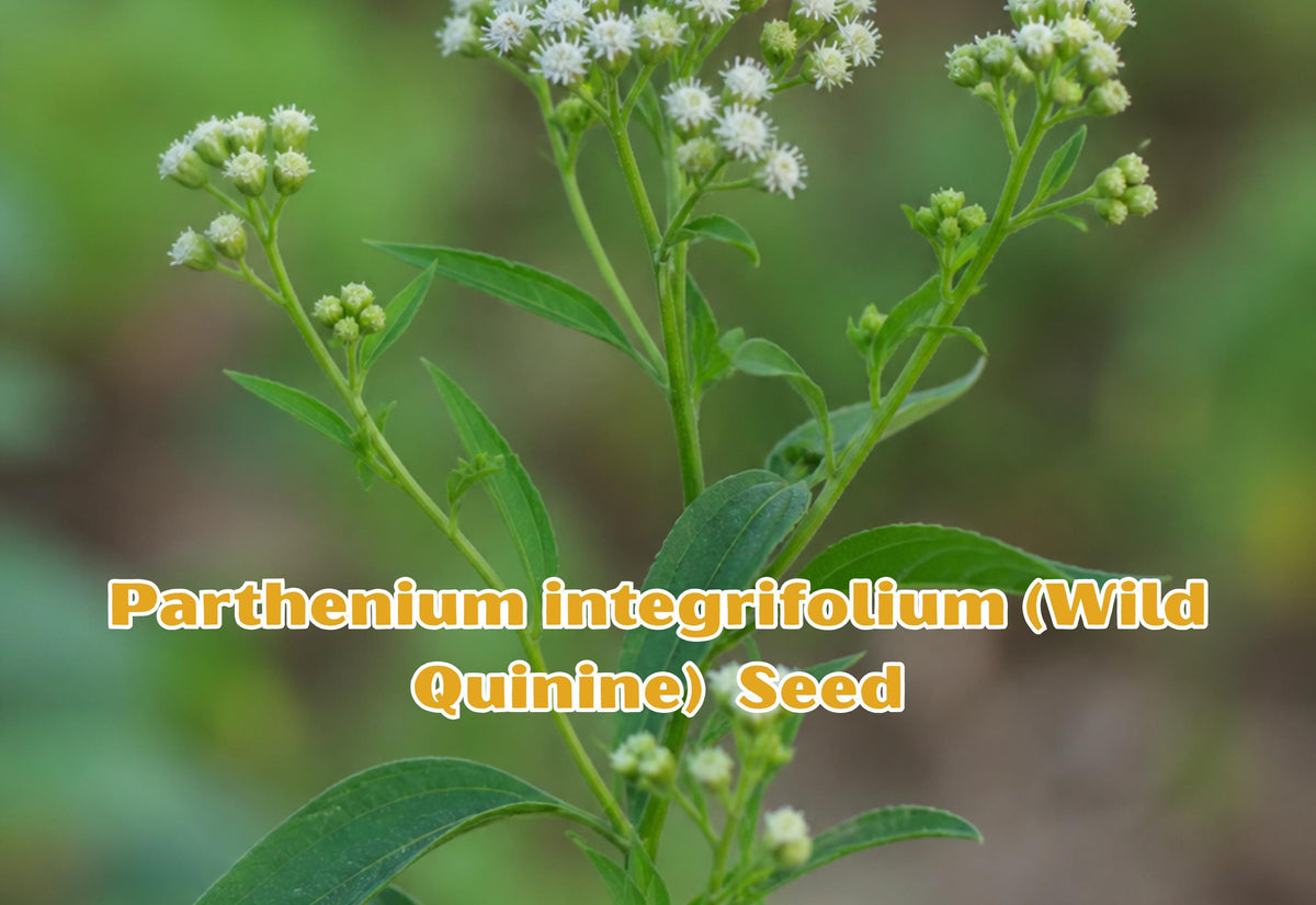 Parthenium integrifolium Seeds | Wild Quinine Perennial Flower for Pollinator Garden | 25 Seeds