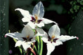 Abyssinian Gladiolus Flower Bulbs 5 Pack | Sweetly Scented Acidanthera for Garden, Borders & Containers