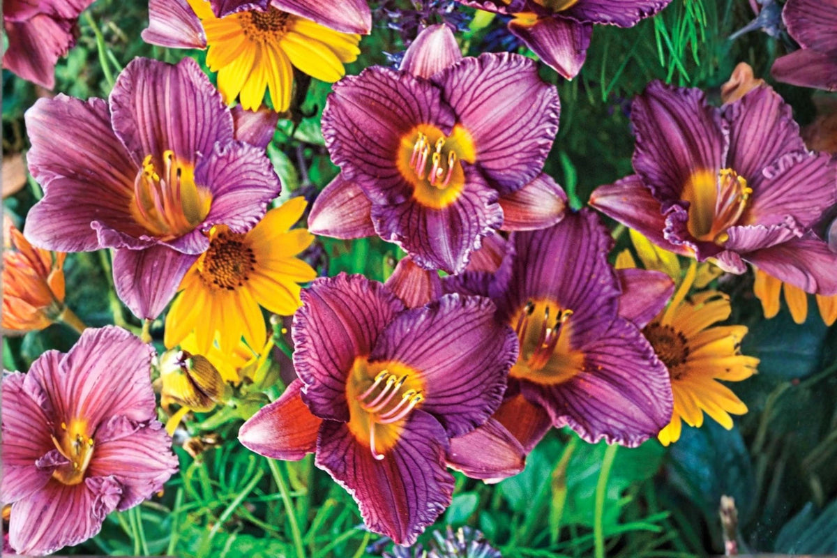 Purple d'Oro Daylily Bulbs – Bare Root Perennial Flower Plants, Hemerocallis 'Purple d'Oro'