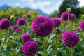 Purple Carrot Seeds 1000 Count - Non-GMO Heirloom Daucus carota for Home Garden, Container, and Vegetable Patch