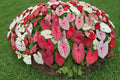Fiesta Caladium Bulbs 6 Count - Colorful Ornamental Foliage - Caladium bicolor - Tropical Shade Plant for Garden & Containers