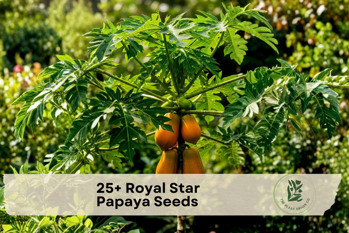 Royal Star Papaya Seeds - Tropical Fruit Tree, Carica papaya, for Garden, Container, Greenhouse, 25+ Seeds
