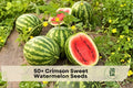 Crimson Sweet Watermelon Seeds – Heirloom Citrullus lanatus, Large Red Flesh, Green-Striped Rind, Fruit Vine, 50+ Seeds