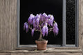 Purple Weeping Wisteria Seedling - Wisteria sinensis - Young Flowering Vine for Bonsai & Outdoor Garden Plant