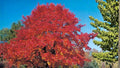 Red Oak Seeds 5 Count - Quercus rubra - Deciduous Hardwood Tree for Landscape or Bonsai Planting
