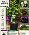 Black Java Plum Live Fruit Tree – Syzygium cumini – Tropical Edible Tree, 1-2 Feet Tall