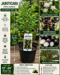 Jaboticaba Live Fruit Tree 12–24 Inches Tall – Plinia cauliflora – Tropical Edible Landscape Tree