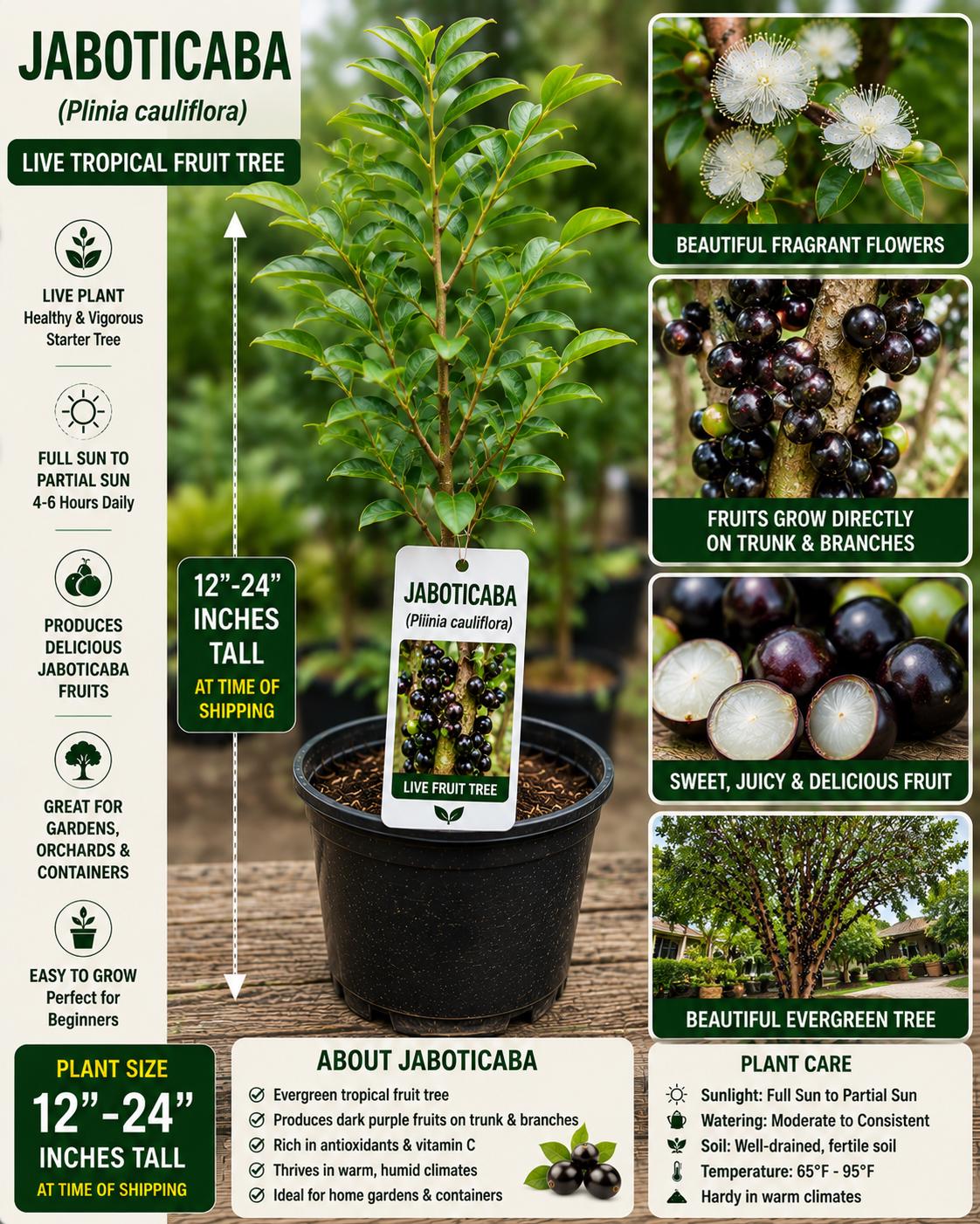 Jaboticaba Live Fruit Tree 12–24 Inches Tall – Plinia cauliflora – Tropical Edible Landscape Tree