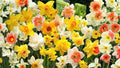 Mixed Daffodil Bulbs 10 Pack - Spring-Blooming Narcissus spp. - Perennial Flowering Plant for Garden Beds and Borders