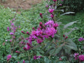 Tall Ironweed Seeds | Vernonia gigantea | Purple Flowering Perennial for Gardens & Natural Landscapes