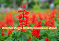 Scarlet Sage Seeds (Salvia coccinea) – Bright Red Flower Seeds for Pollinator Gardens, Butterfly & Hummingbird Attraction
