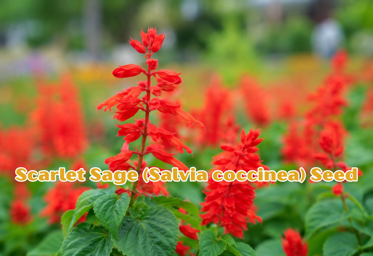 Scarlet Sage Seeds (Salvia coccinea) – Bright Red Flower Seeds for Pollinator Gardens, Butterfly & Hummingbird Attraction