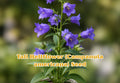 Tall Bellflower Seeds – Native Blue Wildflower, Perennial Pollinator Plant, Campanula americana, Cottage & Woodland Gardens