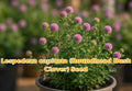 Roundhead Bush Clover Seeds, Native Perennial Wildflower for Bee Habitat, Lespedeza capitata, Pollinator Garden, Prairie Restoration