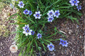 Western Blue Eyed Grass Seeds – Sisyrinchium bellum – California Native Perennial Wildflower – Blue-Violet Flowers