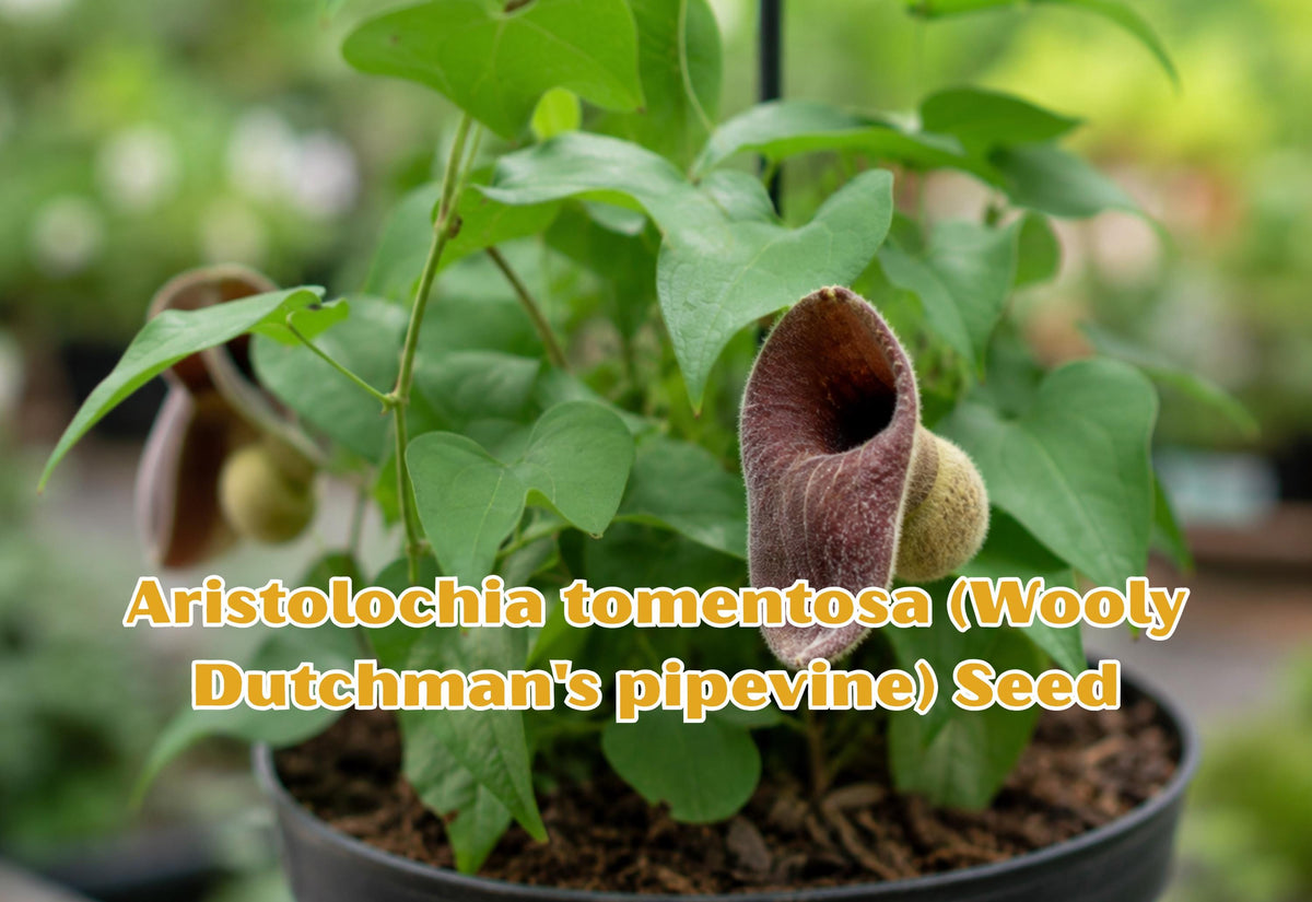Aristolochia tomentosa Seeds – Woolly Dutchman's Pipevine Perennial Climber for Butterflies & Pollinators