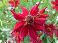 Coreopsis Plains Dwarf Red Seeds – Heirloom Non-GMO Wildflower Garden Planting, Pollinator-Friendly, Open-Pollinated, Daisy-Like Blooms