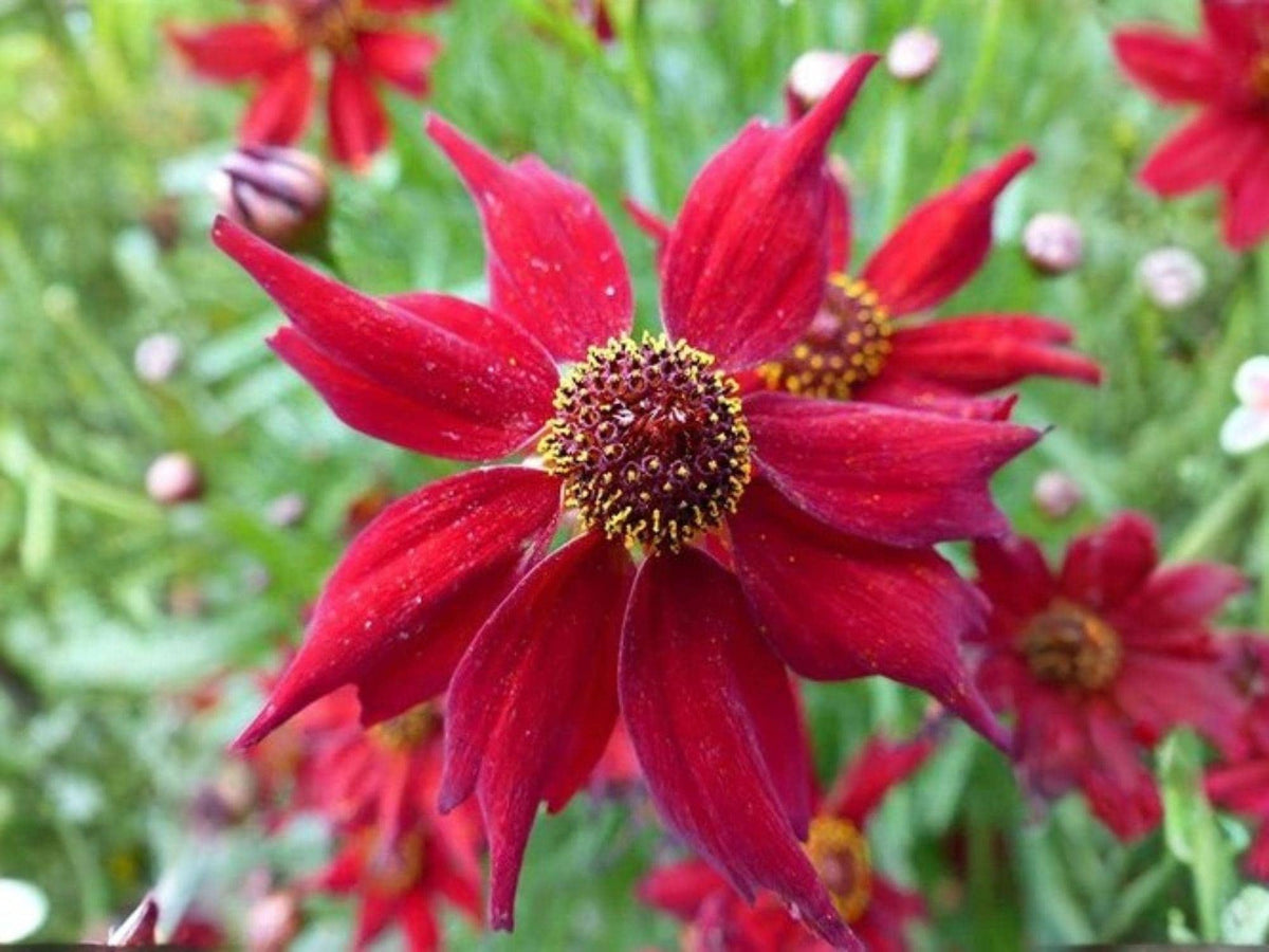 Coreopsis Plains Dwarf Red Seeds – Heirloom Non-GMO Wildflower Garden Planting, Pollinator-Friendly, Open-Pollinated, Daisy-Like Blooms