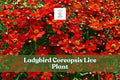 Ladybird Coreopsis Live Plant | Starter Plug for Pollinator Gardens, Borders & Containers | Coreopsis lanceolata