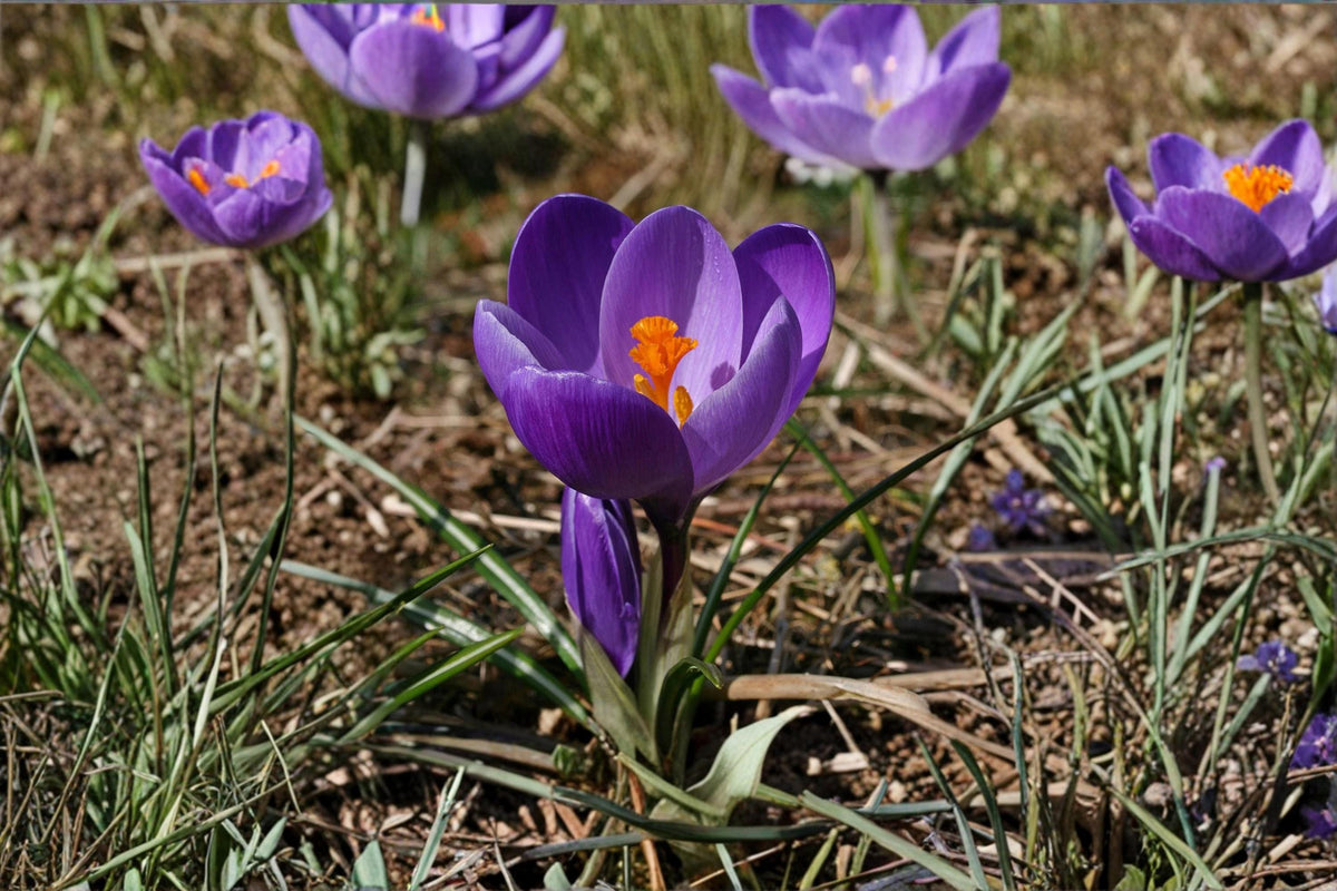 1 Bulb Crocus vernus Spring Flowering Crocus