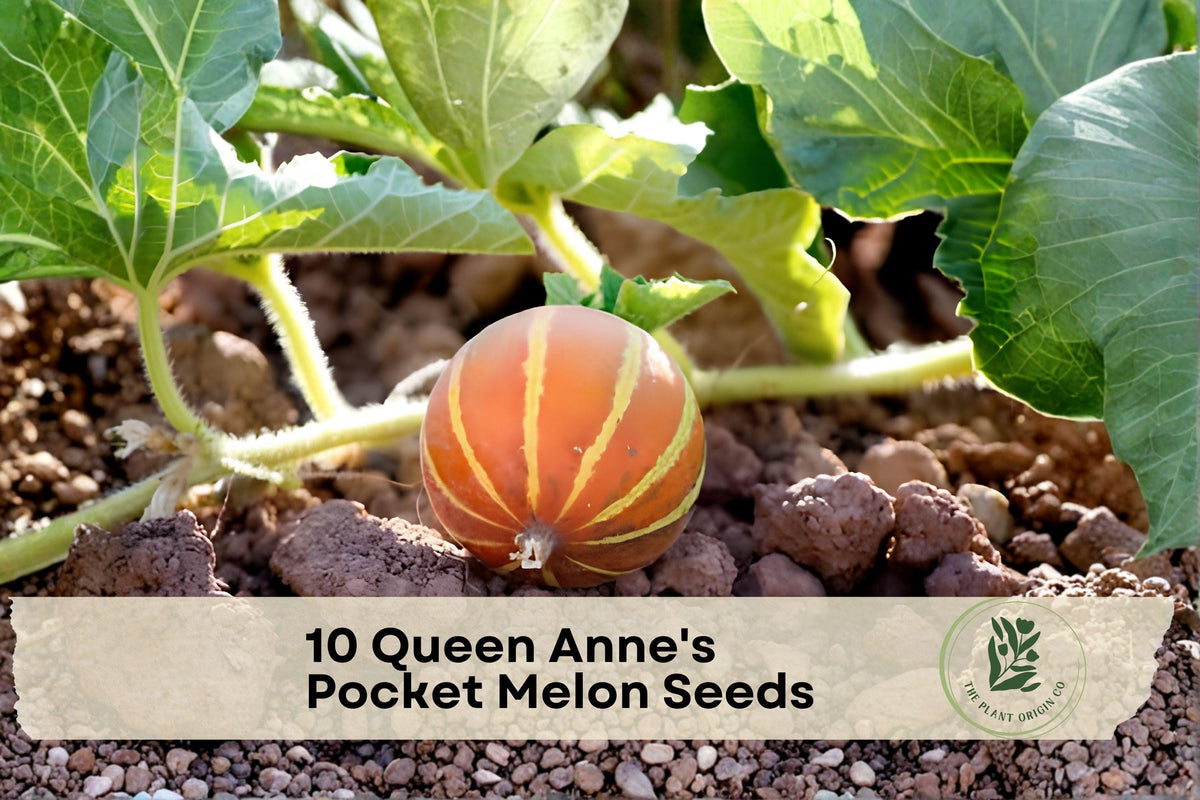 10 Queen Anne's Pocket Melon Seeds – Heirloom Cucumis melo, Small Fragrant Melon, Climbing Vine for Trellis & Container Gardening